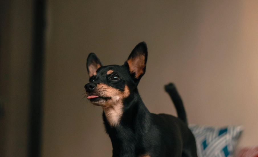 忠犬排名 忠犬排名