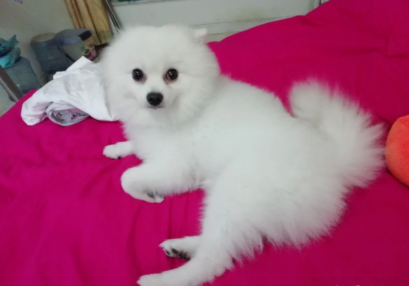 博美犬不能吃什麼