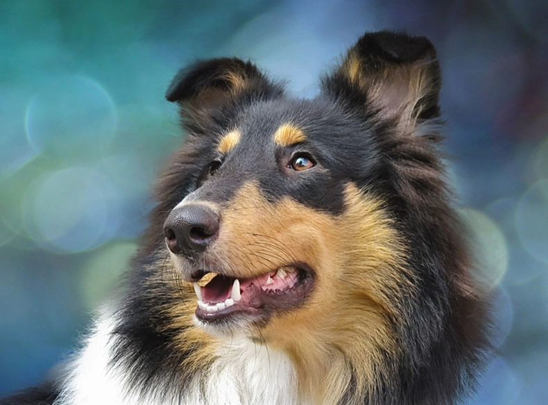 狗狗一直走來走去