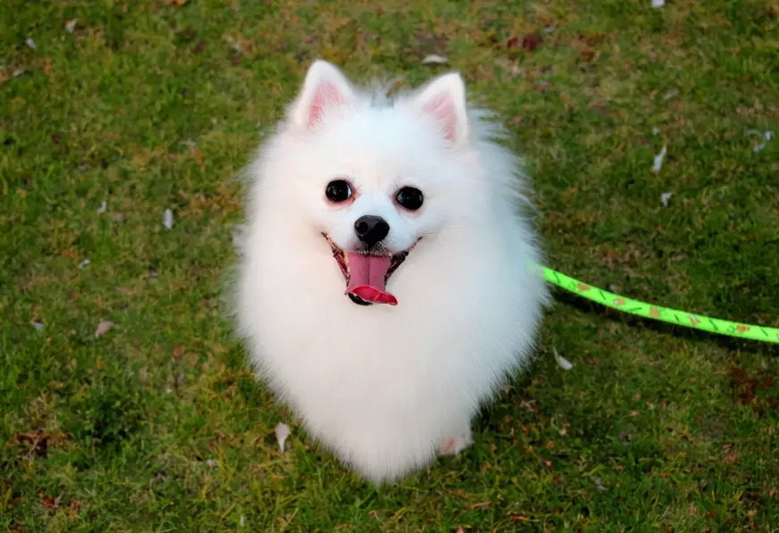 博美犬毛色 博美犬毛色