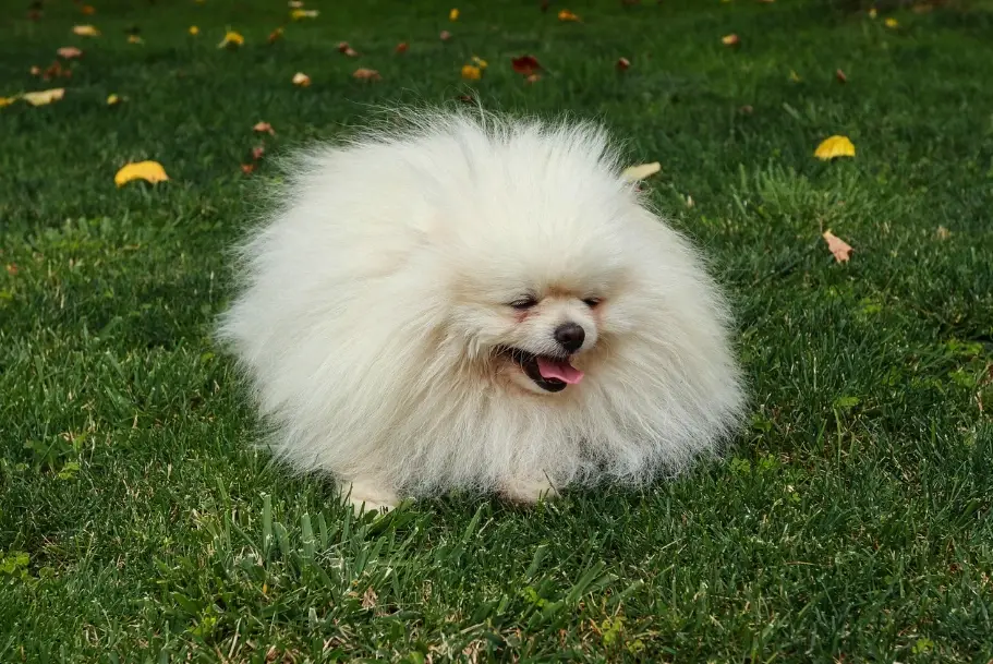 博美犬價格 博美犬價格