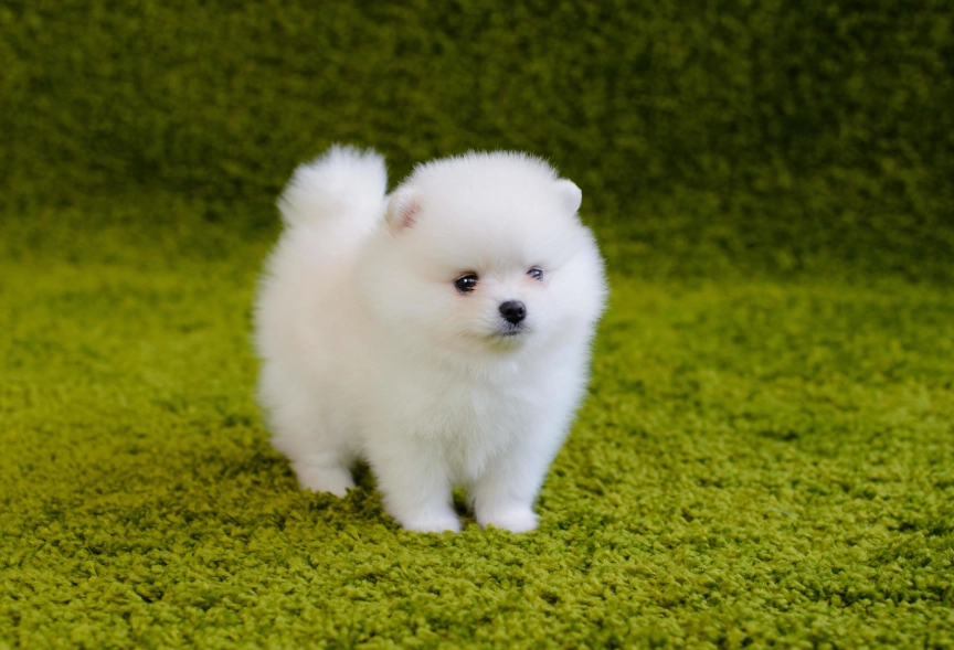 博美犬吃什麼