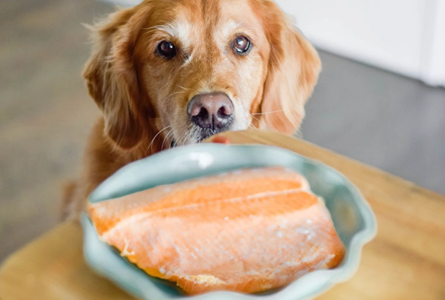 章魚狗食譜 章魚狗食譜