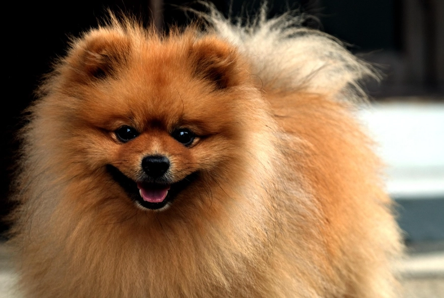 博美犬美容護理