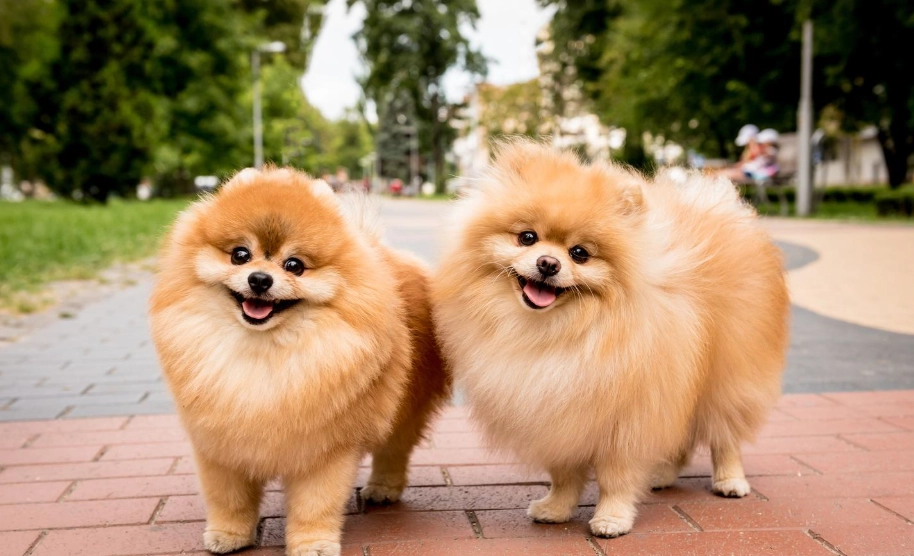 博美犬訓練方法