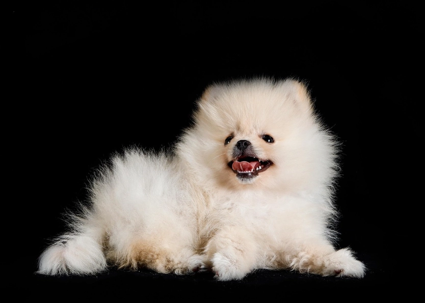 博美犬吃什麼