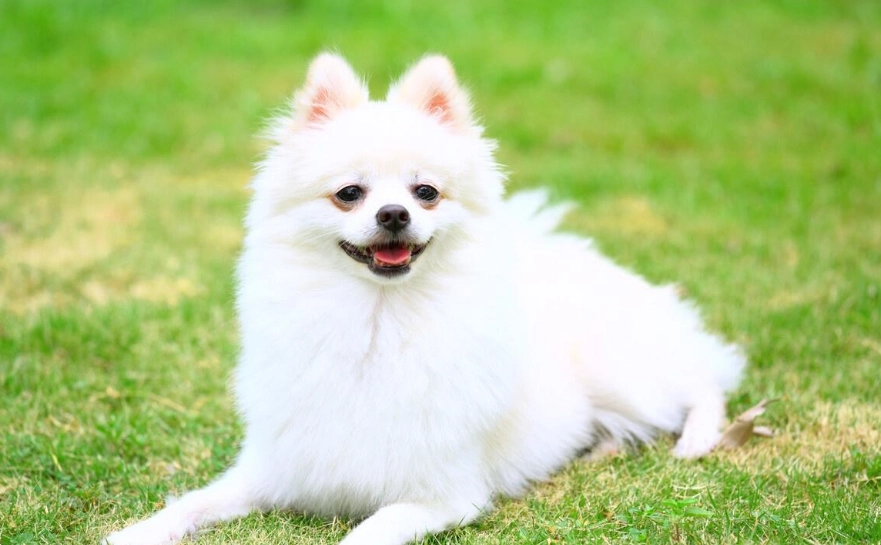 博美犬好養嗎 博美犬好養嗎