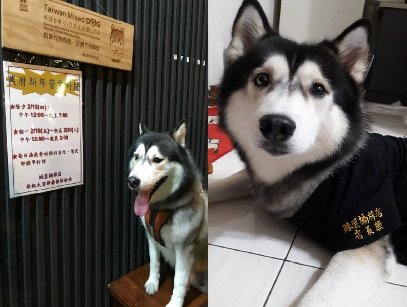 狗哀嚎意思 狗哀嚎意思