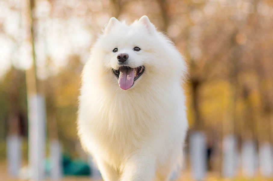 狗狗貧血症狀 狗狗貧血症狀