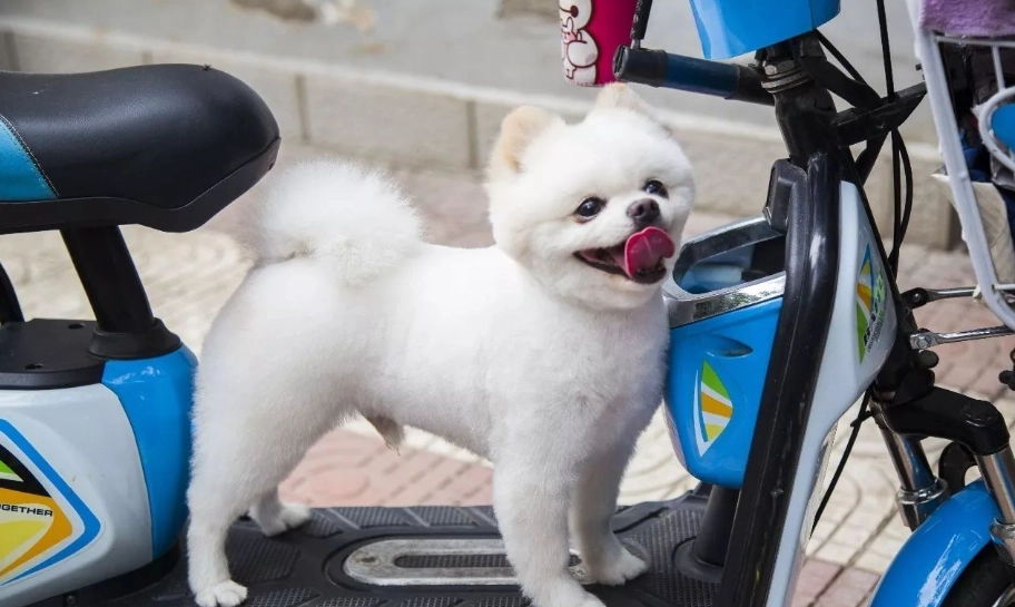 博美犬優點 博美犬優點