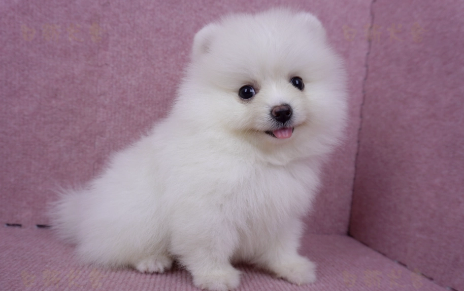 松鼠博美犬 幼犬 價格 松鼠博美犬 幼犬 價格