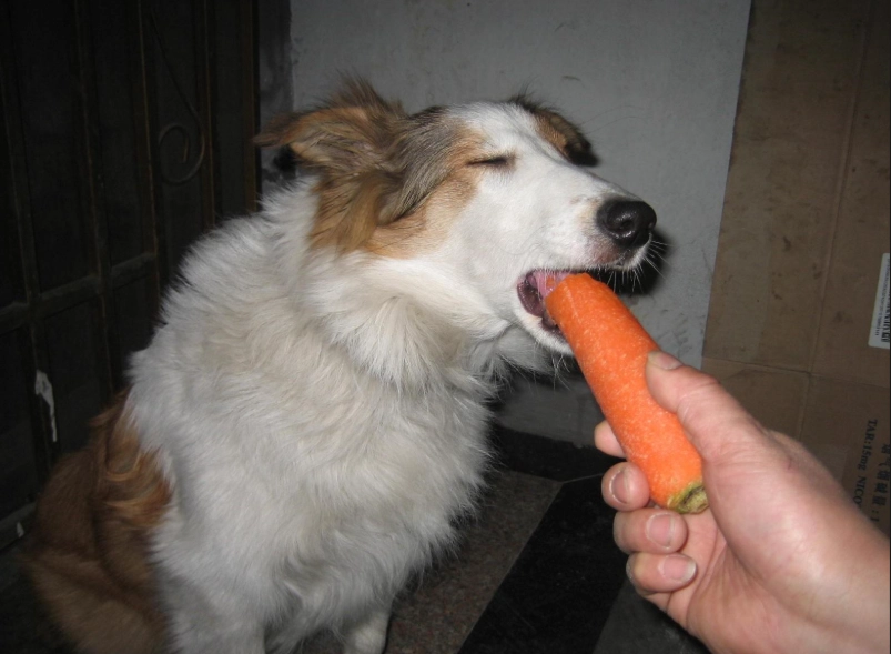 狗狗蔬菜 狗狗蔬菜