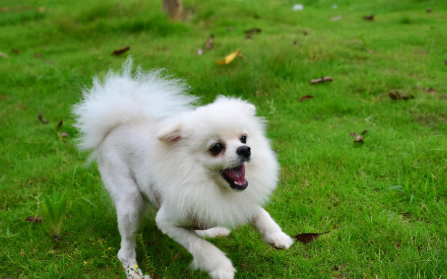 博美犬 領養 博美犬 領養
