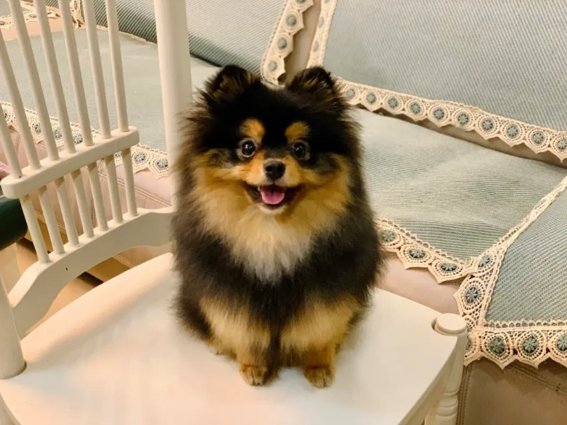 博美犬 領養 管道 博美犬 領養 管道