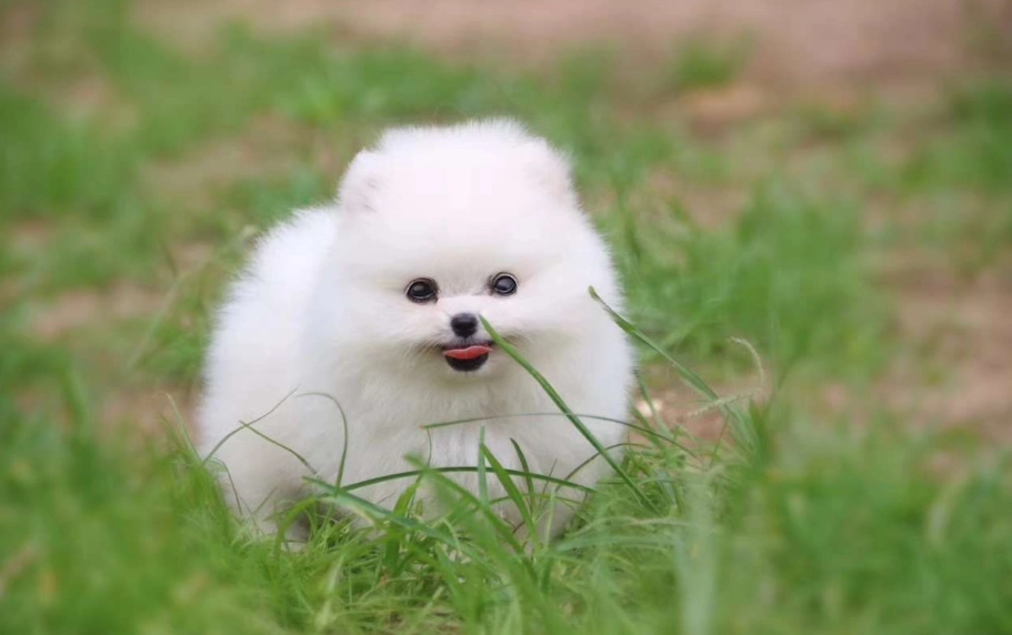博美犬聰明嗎