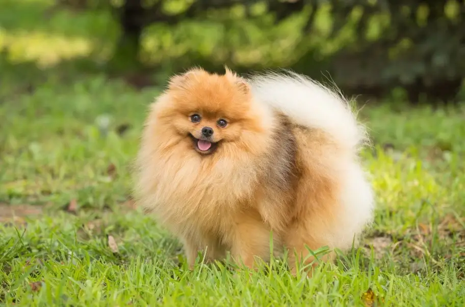 博美犬飼養 博美犬飼養
