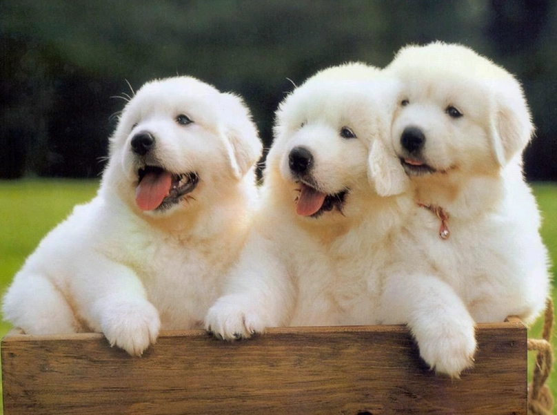大型犬壽命 大型犬壽命