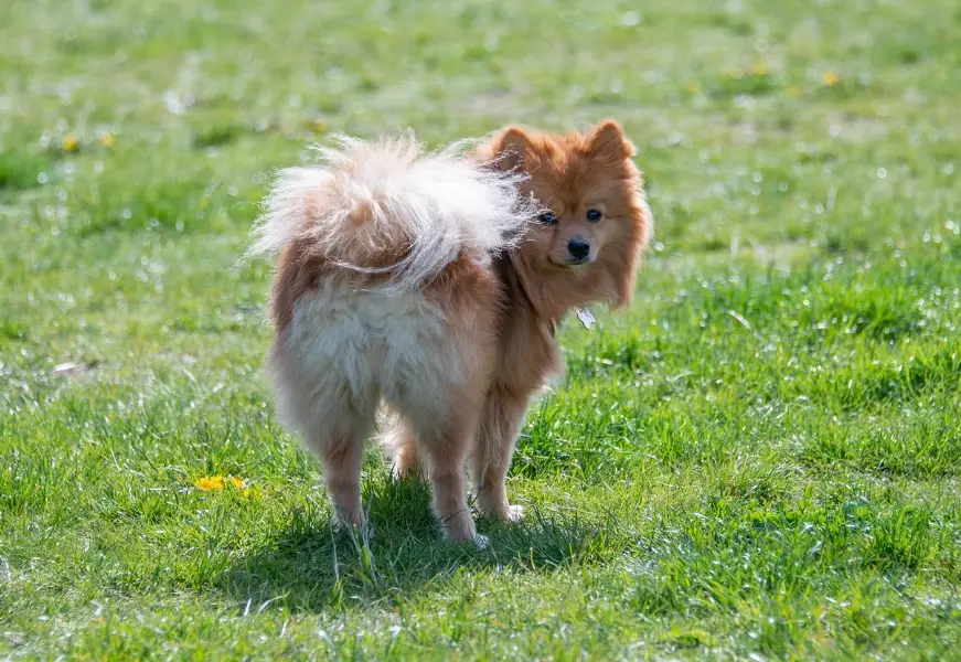 香港 博美犬 飼養 香港 博美犬 飼養