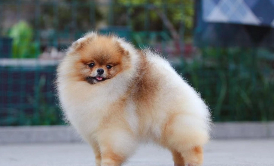博美犬飼養 博美犬飼養