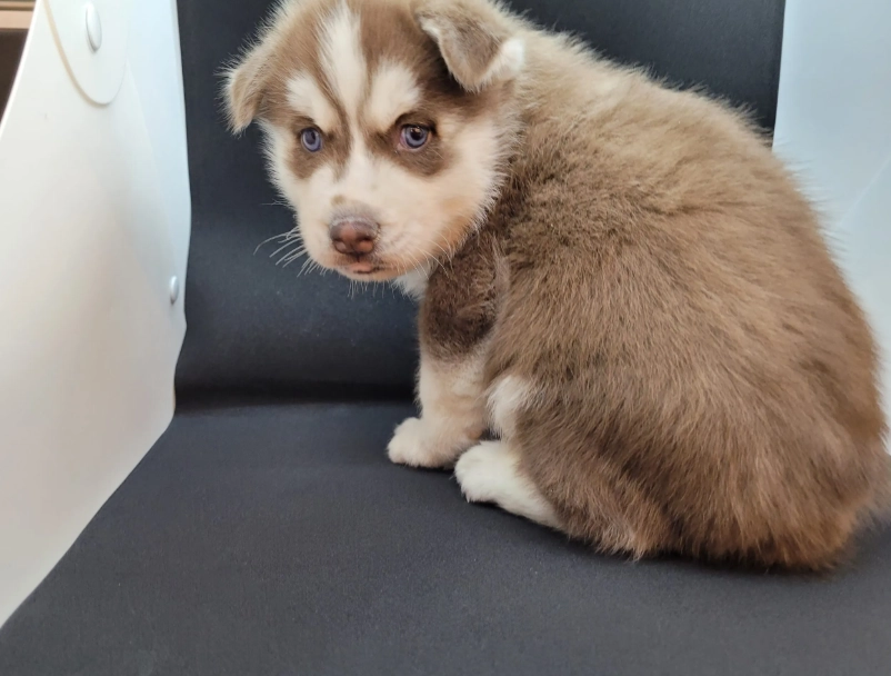犬種科學分類