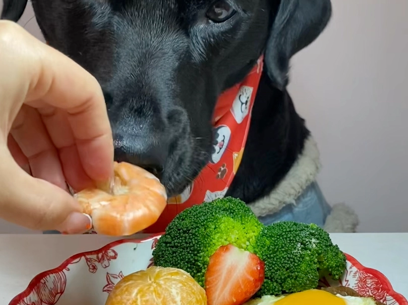 狗狗吃砂糖橘 狗狗吃砂糖橘
