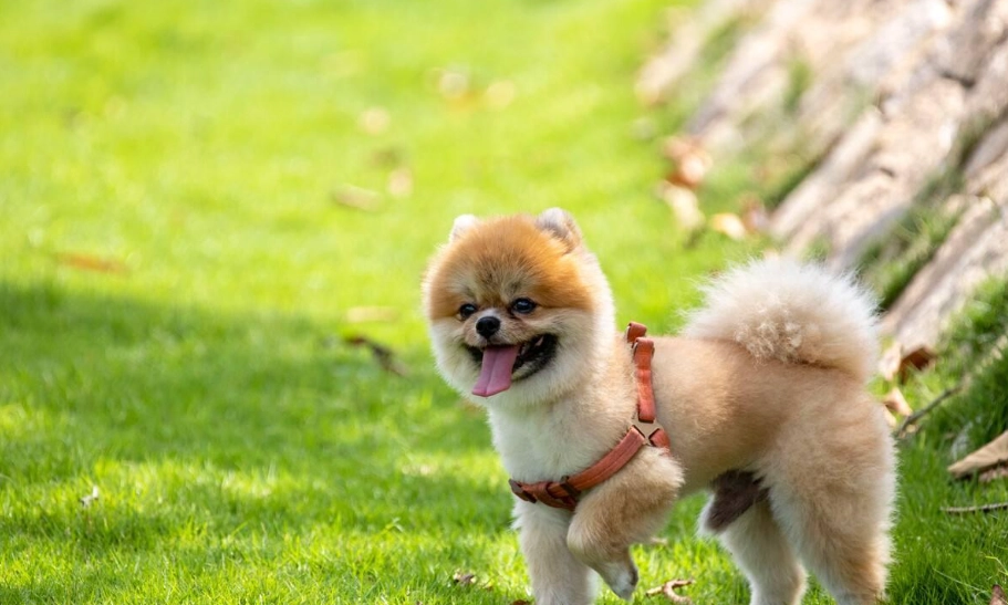 博美犬飼養 博美犬飼養
