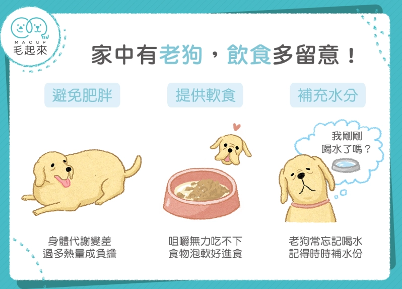 幼犬營養比例 幼犬營養比例