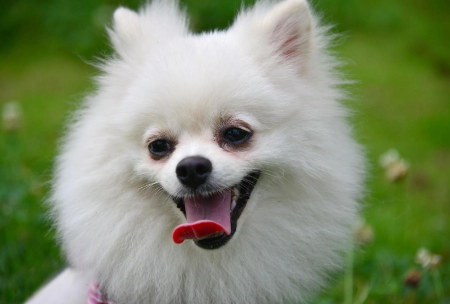 博美犬飼養 博美犬飼養