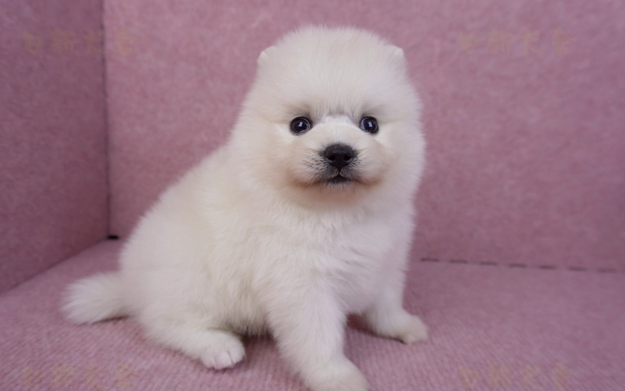 博美犬聰明嗎 博美犬聰明嗎
