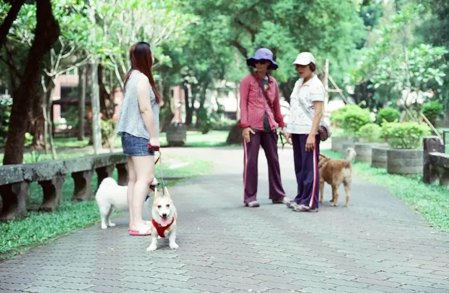 台灣熱門犬種