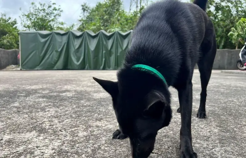 狗狗誤食魚刺 狗狗誤食魚刺