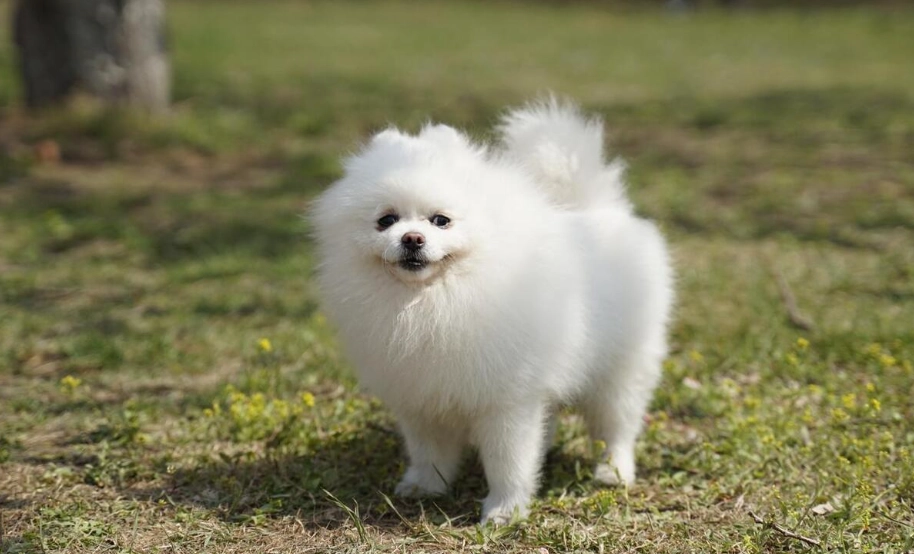 博美犬 領養 管道 博美犬 領養 管道