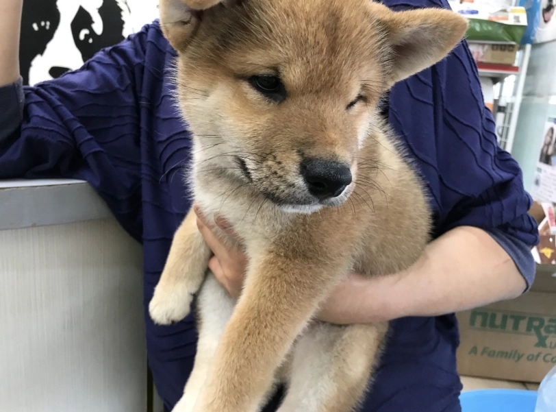 幼犬飲食管理