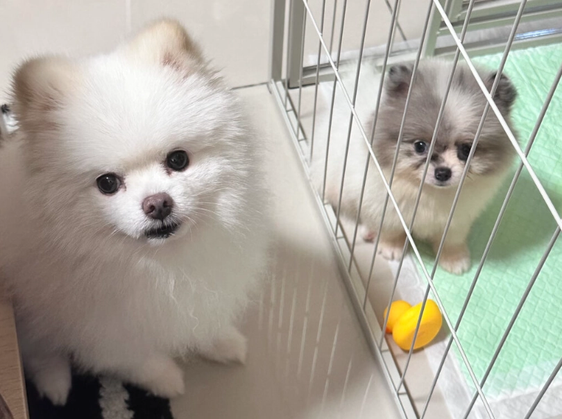 博美犬智商高嗎？深入解析聰明特質、訓練技巧與常見迷思