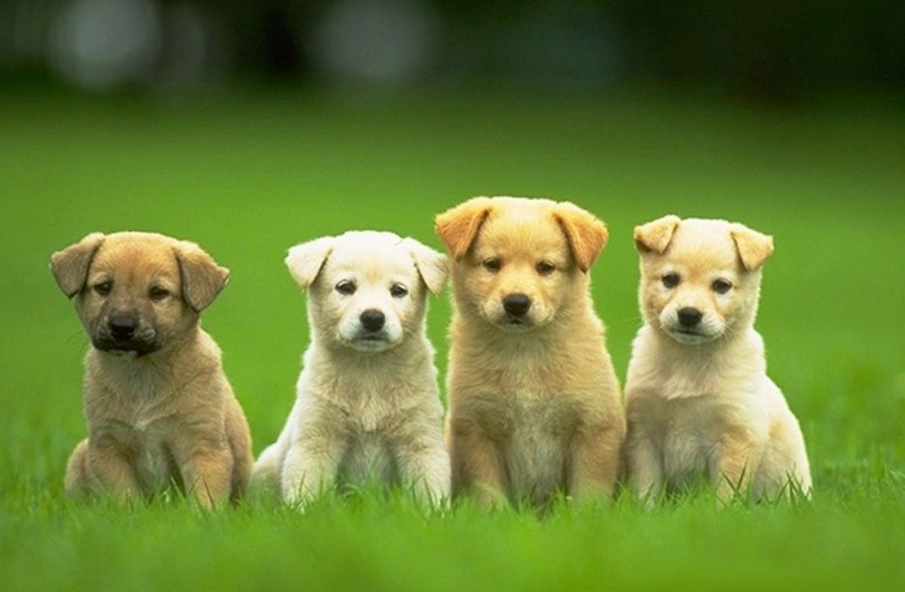 大型犬壽命 大型犬壽命