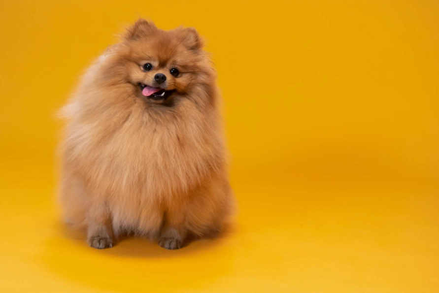 博美犬吃什麼
