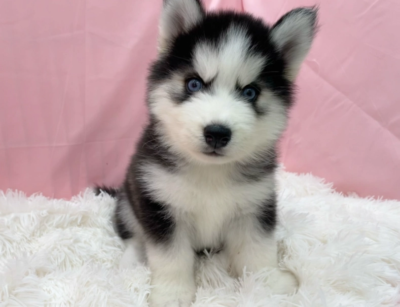 西伯利亞雪橇犬
