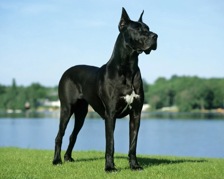 大丹犬獸醫推薦