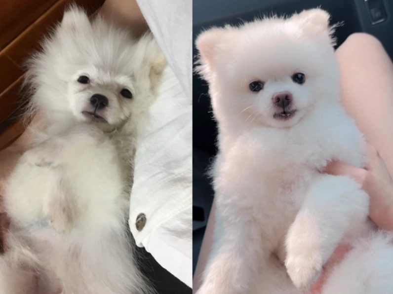 松鼠博美健康問題 松鼠博美健康問題