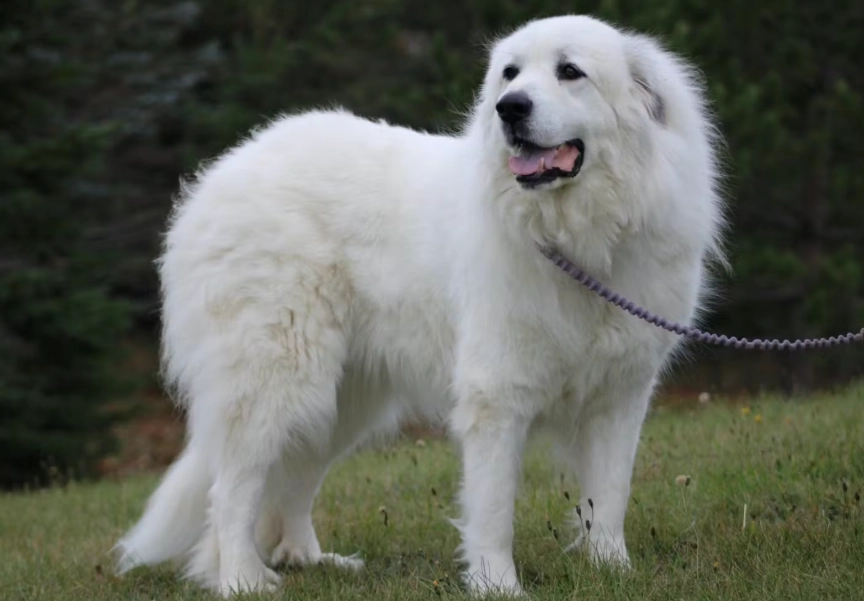 大型犬品種