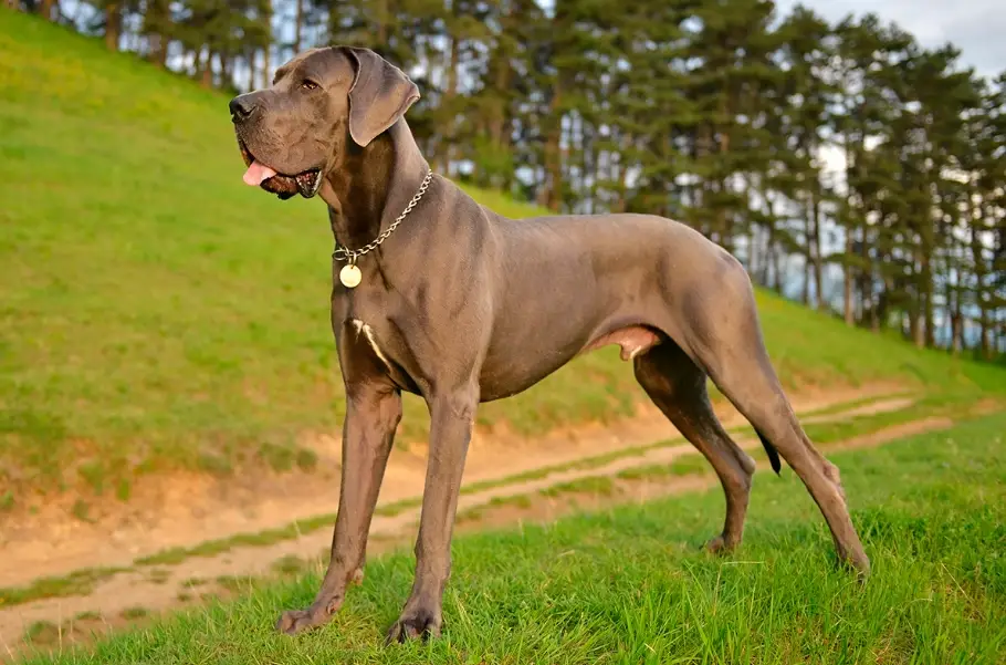 大丹犬獸醫推薦