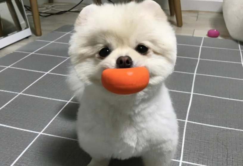 博美犬飼養成本 博美犬飼養成本