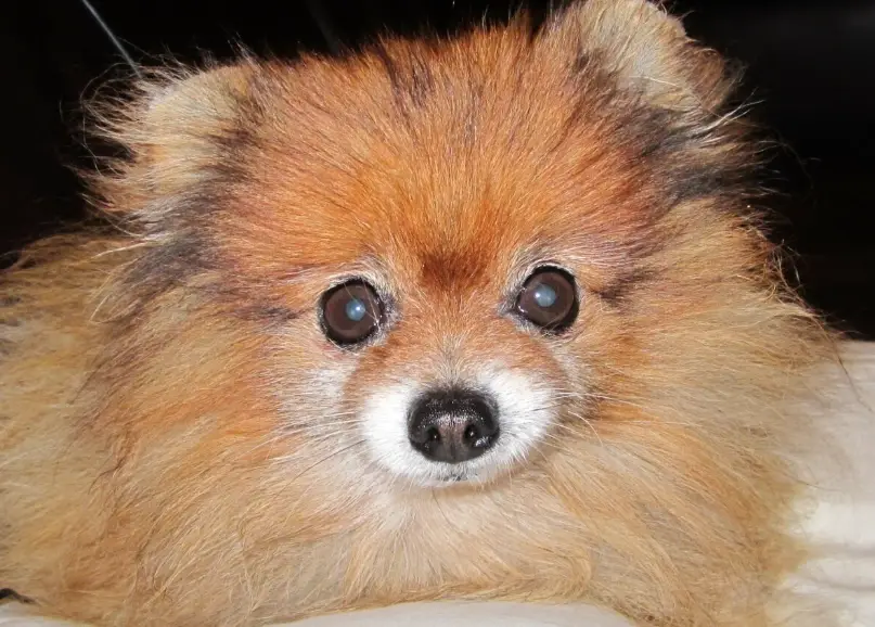 香港 博美犬 飼養 香港 博美犬 飼養