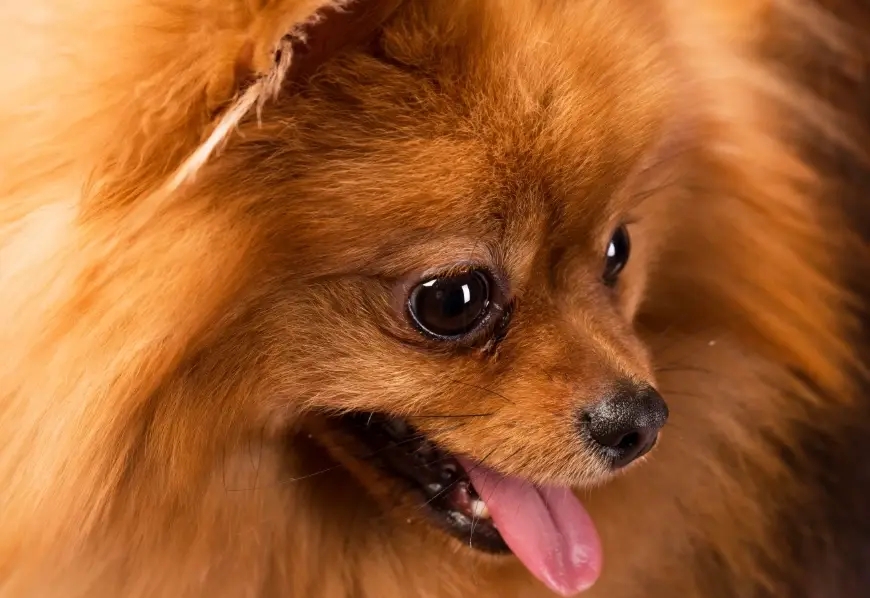 博美犬價格 博美犬價格