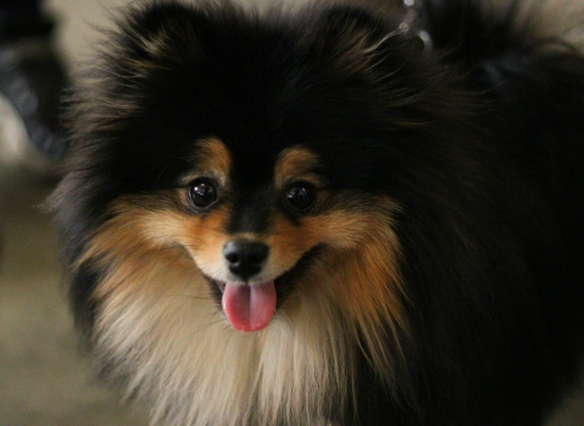 領養 博美犬 領養 博美犬