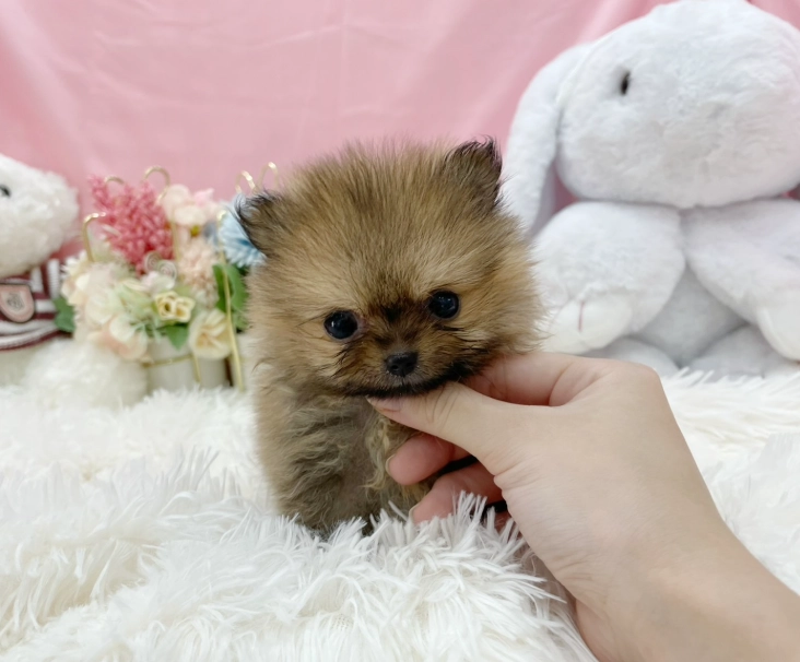 松鼠博美飼養注意事項 松鼠博美飼養注意事項