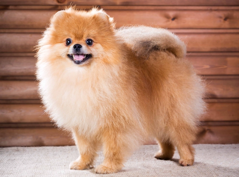 博美犬毛色 博美犬毛色