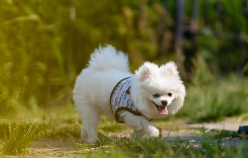 博美犬缺點 博美犬缺點