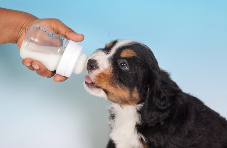 狗狗乳糖不耐 狗狗乳糖不耐