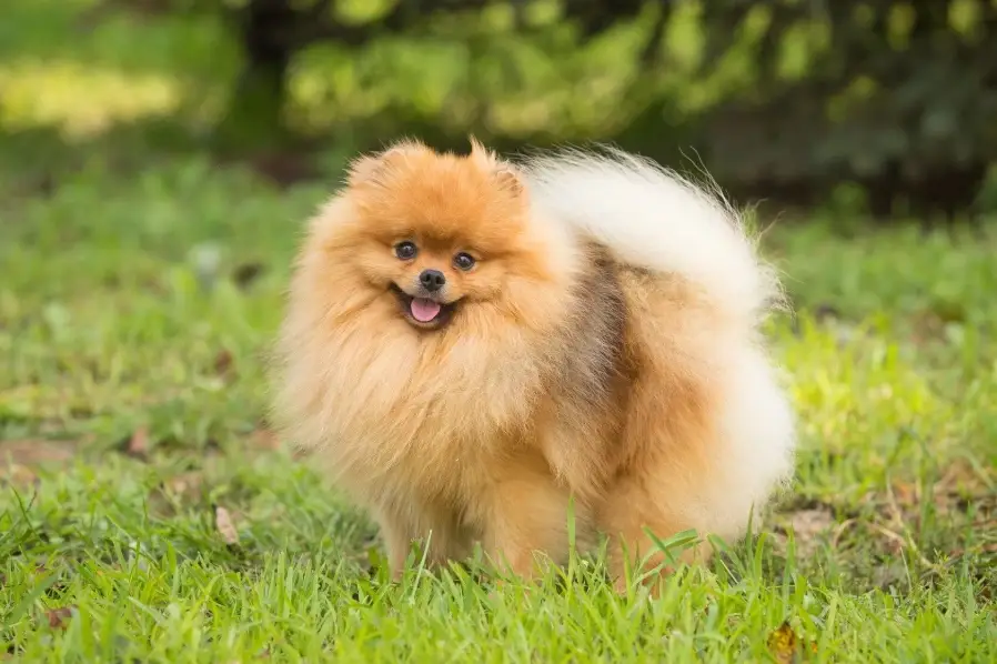 博美犬飼養技巧
